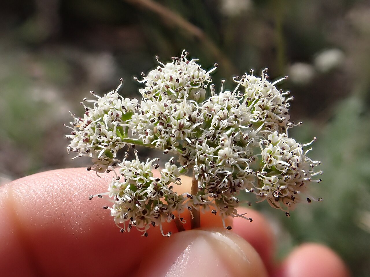 Snowline springparsley: Snow spring-parsley along the limestone Hogback Ridge in Paradise Valley, Park County, Montana, United States. Douglas fir and Rocky Mountain Juniper are the co