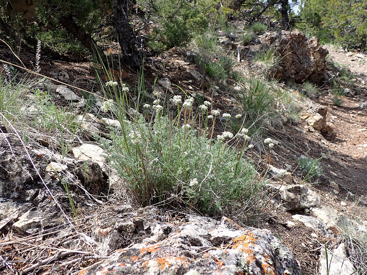 Snowline springparsley: Snow spring-parsley along the limestone Hogback Ridge in Paradise Valley, Park County, Montana, United States. Douglas fir and Rocky Mountain Juniper are the co