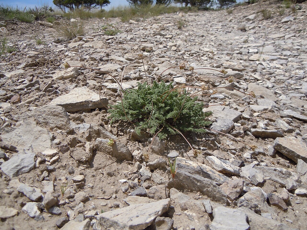 Snowline springparsley: This species is found on the gravelly exposed uplands in this area.