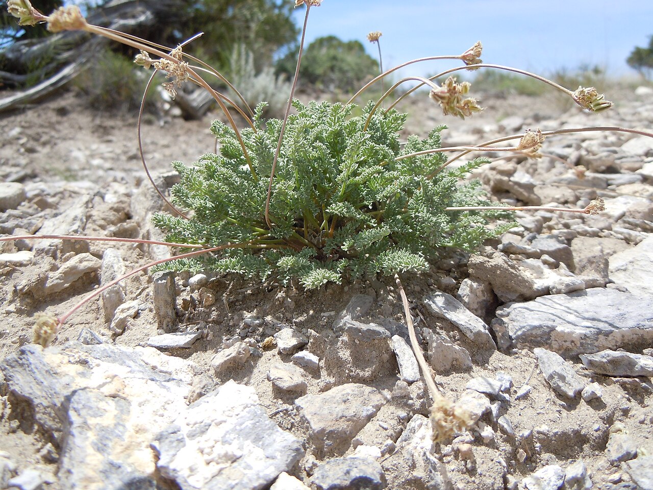 Snowline springparsley: This species is found on the gravelly exposed uplands in this area.