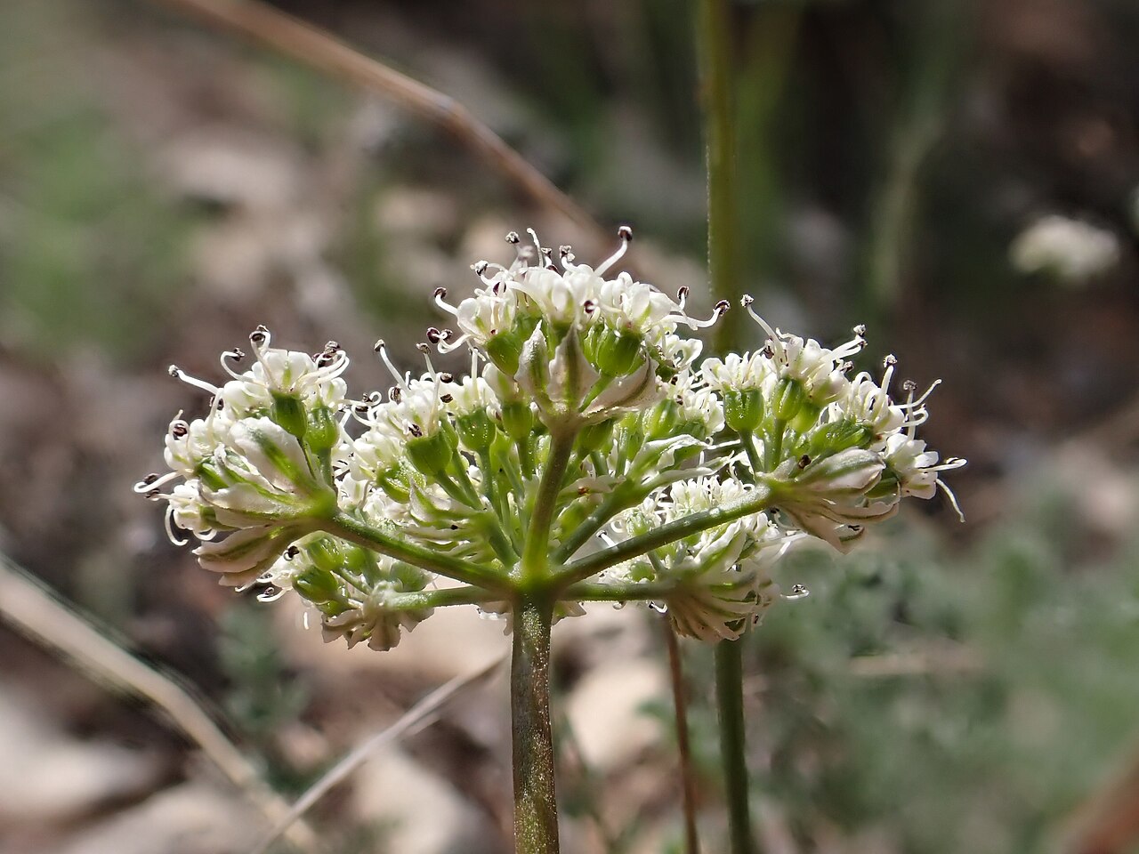 Snowline springparsley: Snow spring-parsley along the limestone Hogback Ridge in Paradise Valley, Park County, Montana, United States. Douglas fir and Rocky Mountain Juniper are the co