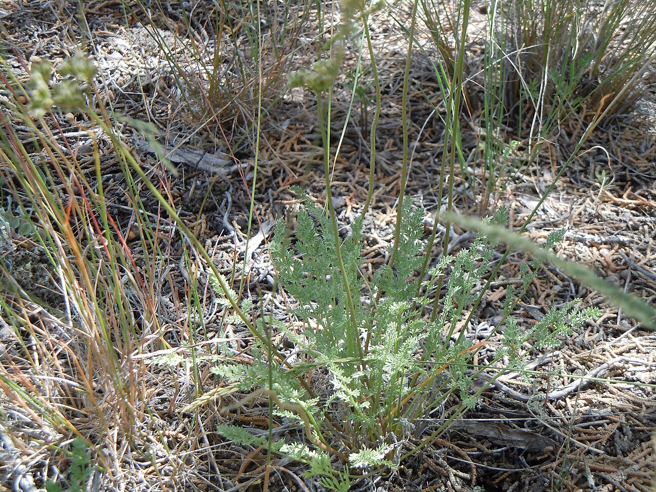 Snowline springparsley: This species is found on the gravelly exposed uplands in this area.