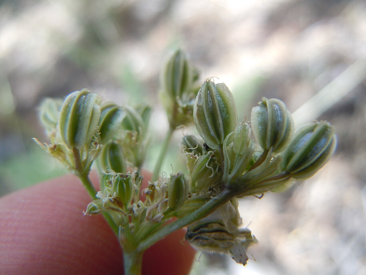 Snowline springparsley: This species is found on the gravelly exposed uplands in this area.