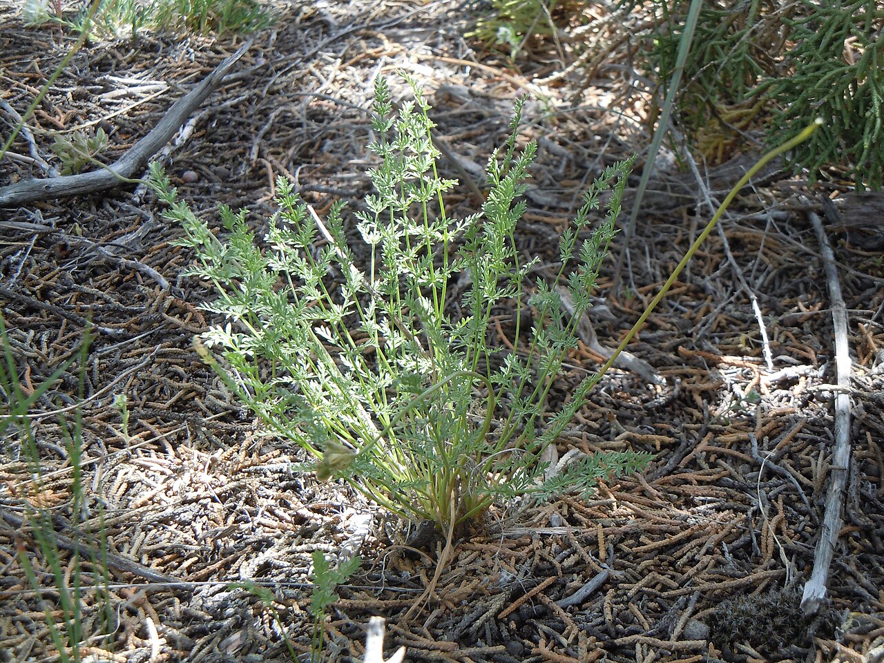 Snowline springparsley: This species is found on the gravelly exposed uplands in this area.