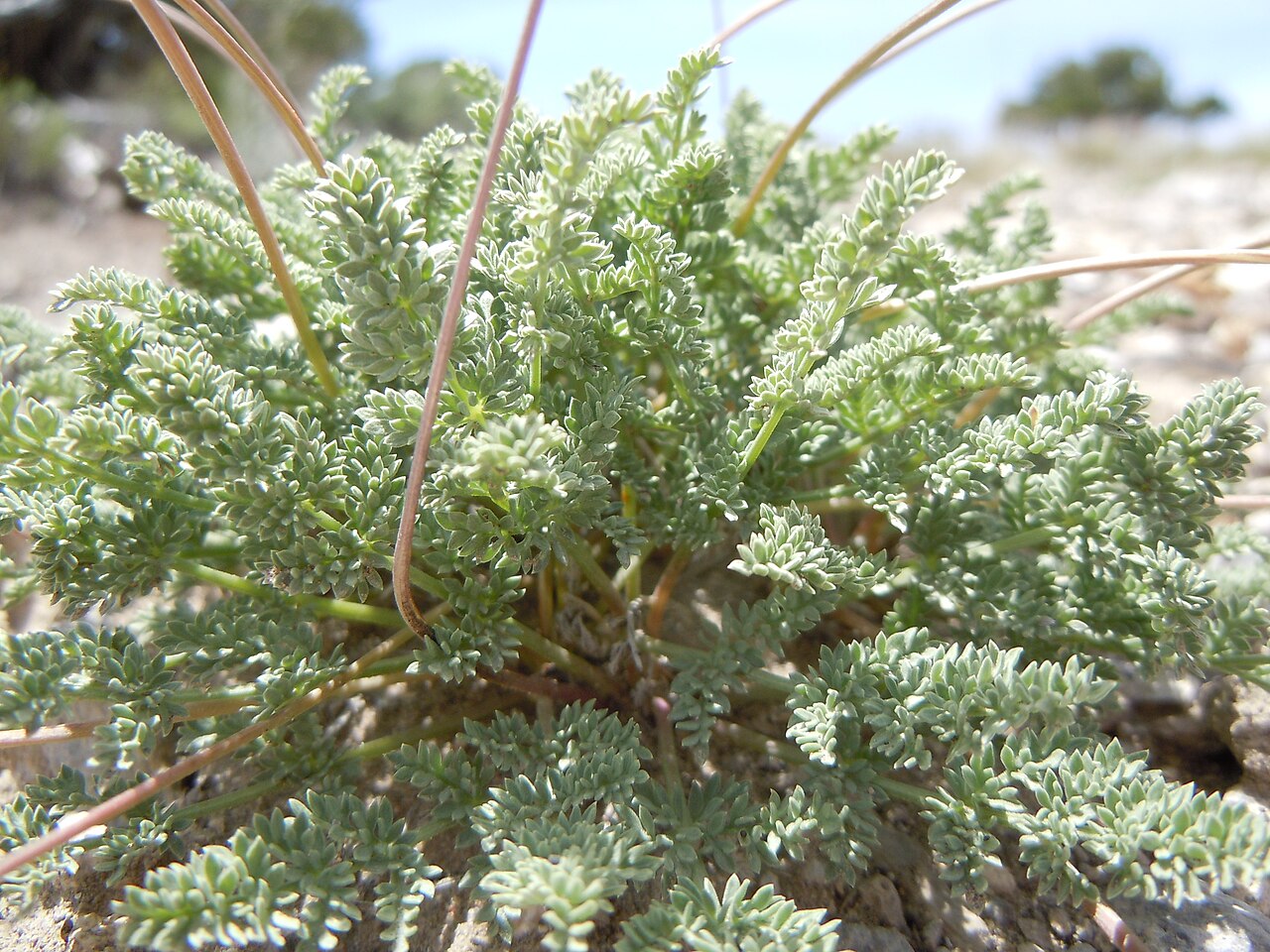 Snowline springparsley: This species is found on the gravelly exposed uplands in this area.
