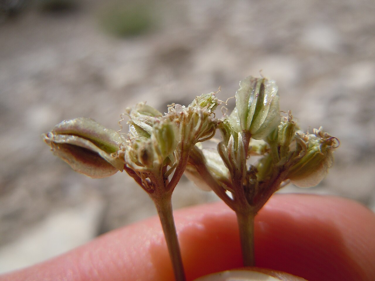 Snowline springparsley: This species is found on the gravelly exposed uplands in this area.