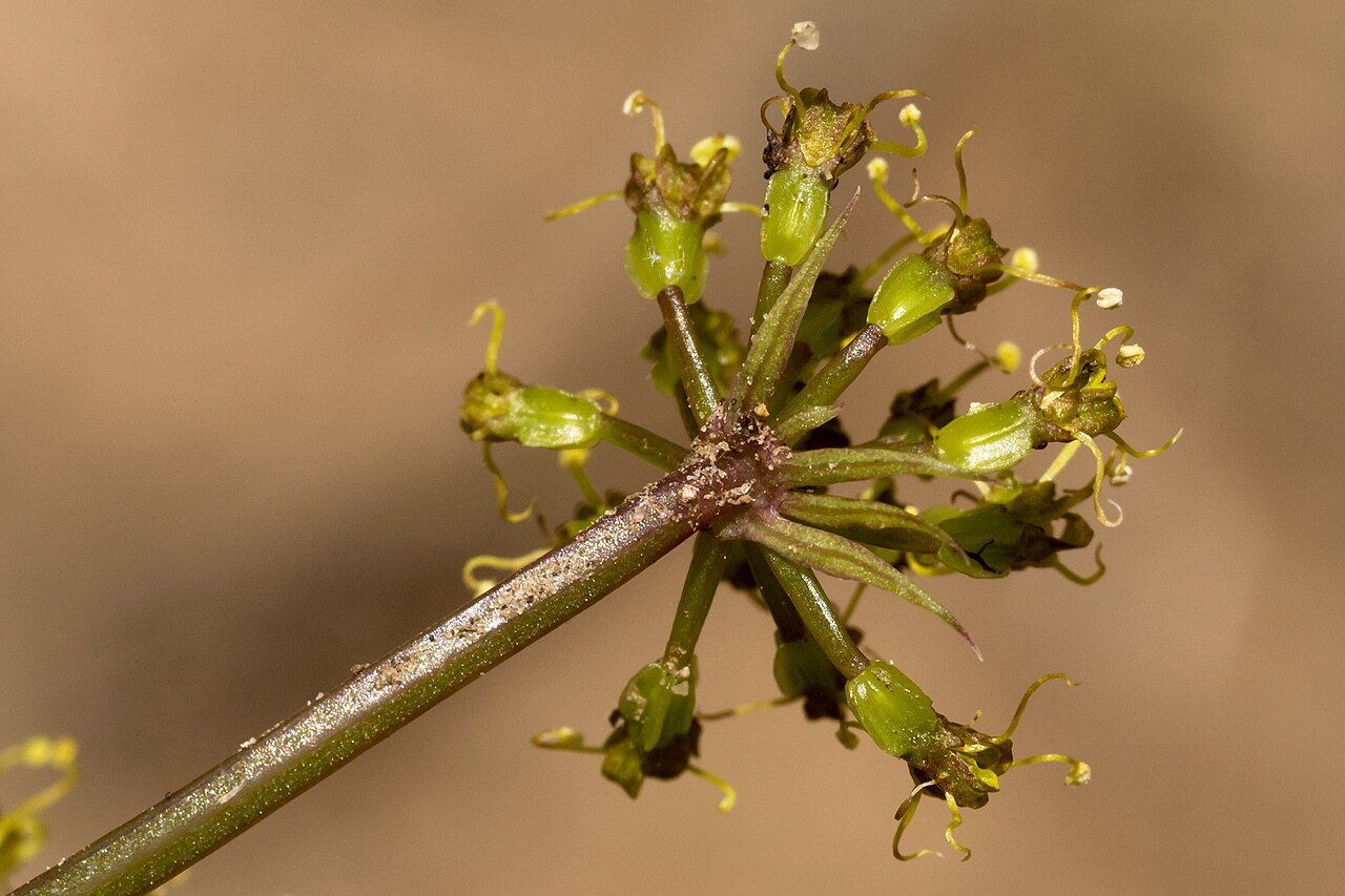 Purple springparsley: Cymopterus purpureus , Carracas Mesa, Dike Canyon on the north side of Canyon Bancos, 36.91536 -107.21639, Rio Arriba County, New Mexico, 23 May 2015.