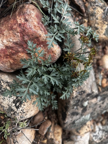 Purple springparsley (Cymopterus purpureus)