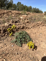 Purple springparsley (Cymopterus purpureus)