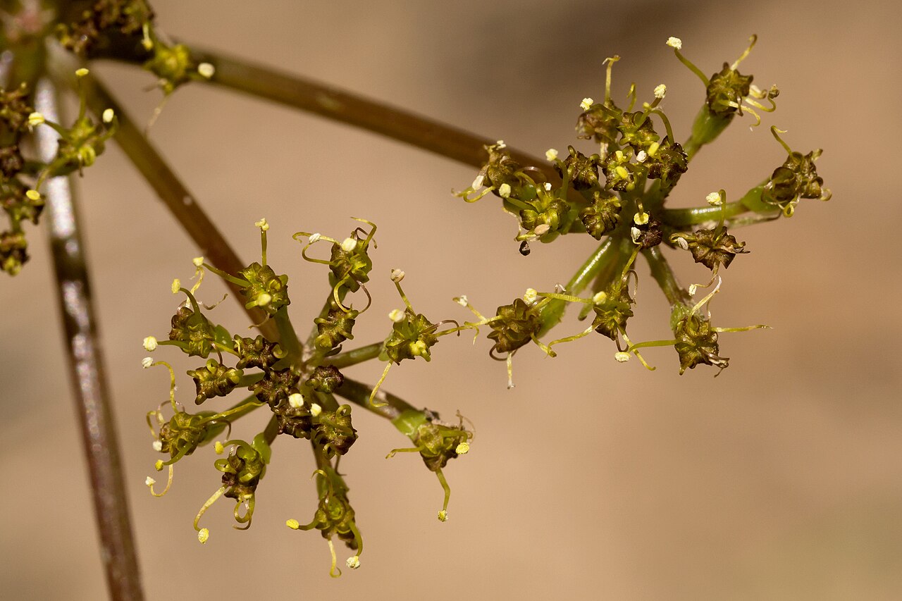 Purple springparsley: Cymopterus purpureus , Carracas Mesa, Dike Canyon on the north side of Canyon Bancos, 36.91536 -107.21639, Rio Arriba County, New Mexico, 23 May 2015.