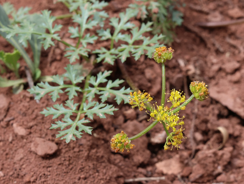 Purple springparsley (Cymopterus purpureus)