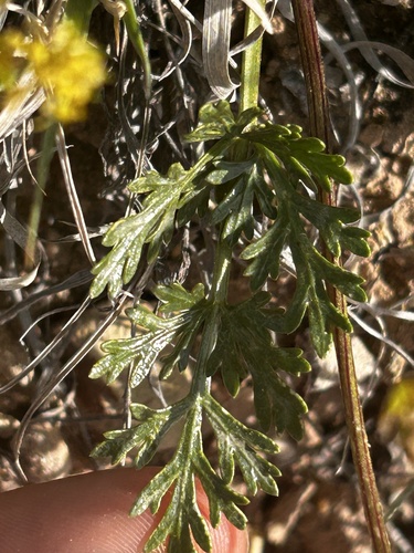 Purple springparsley (Cymopterus purpureus)