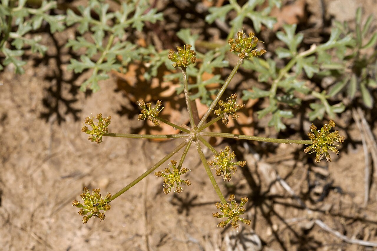 Purple springparsley: Cymopterus purpureus , Carracas Mesa, Dike Canyon on the north side of Canyon Bancos, 36.91536 -107.21639, Rio Arriba County, New Mexico, 23 May 2015.