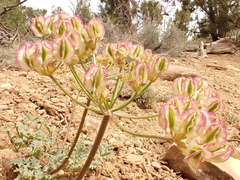 Purple springparsley (Cymopterus purpureus)