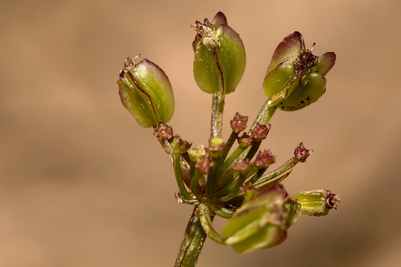 Purple springparsley: Cymopterus purpureus , Carracas Mesa, Dike Canyon on the north side of Canyon Bancos, 36.91536 -107.21639, Rio Arriba County, New Mexico, 23 May 2015.