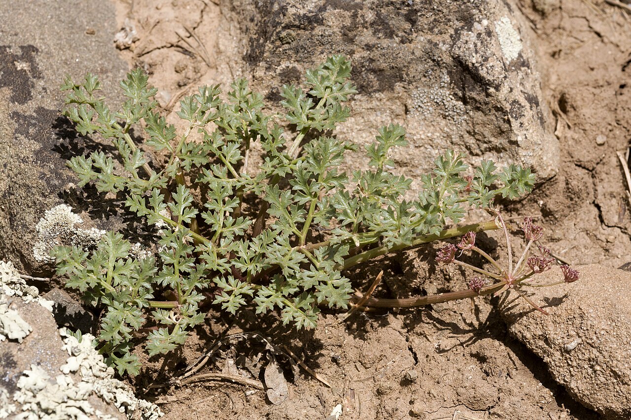 Purple springparsley: Cymopterus purpureus , Carracas Mesa, Dike Canyon on the north side of Canyon Bancos, 36.91536 -107.21639, Rio Arriba County, New Mexico, 23 May 2015.
