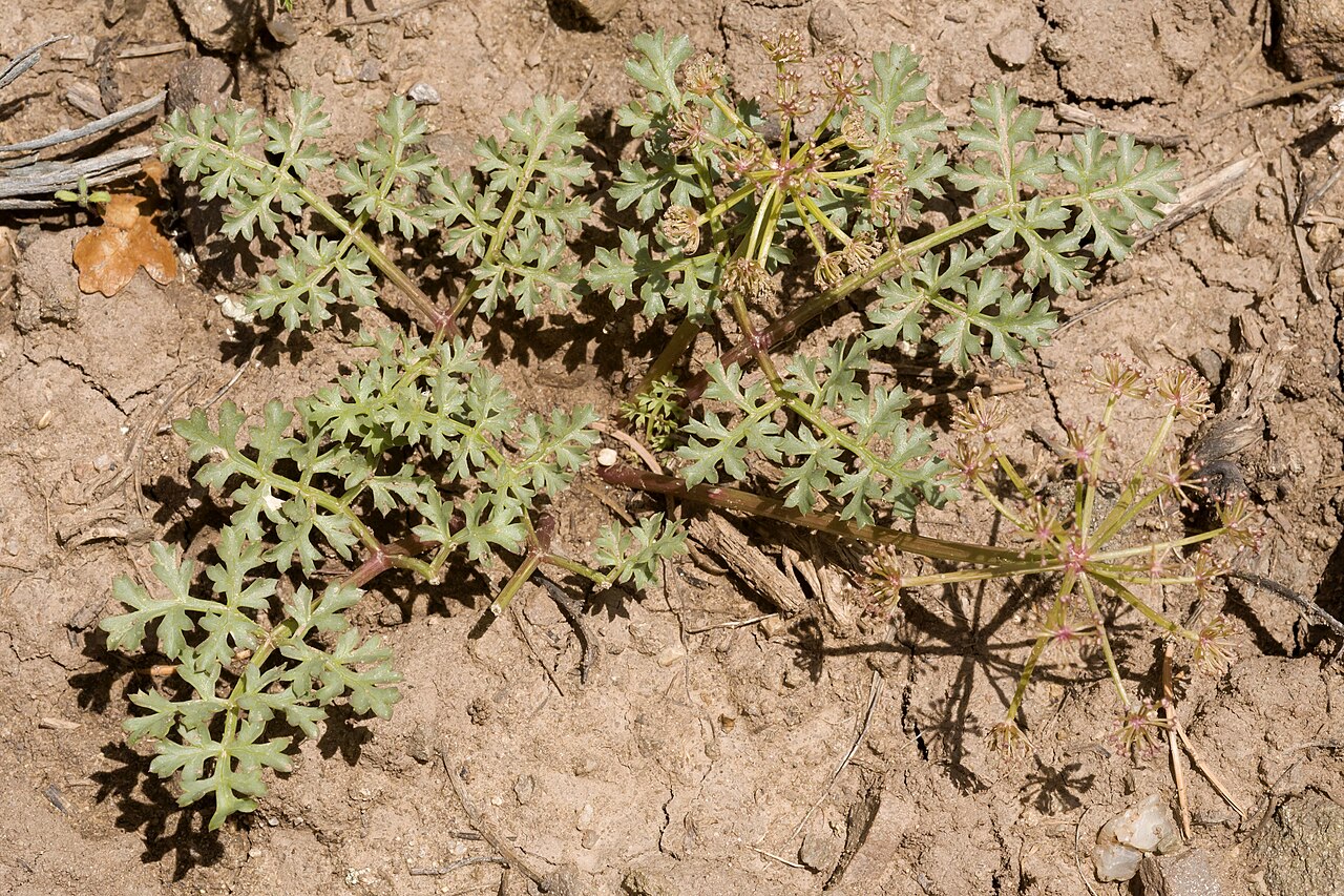 Purple springparsley: Cymopterus purpureus , Carracas Mesa, Dike Canyon on the north side of Canyon Bancos, 36.91536 -107.21639, Rio Arriba County, New Mexico, 23 May 2015.