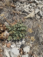 Purple springparsley (Cymopterus purpureus)
