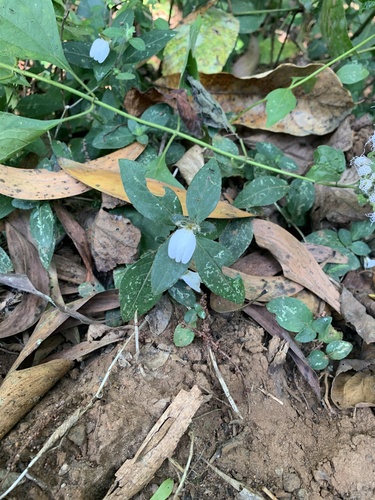 Cynarospermum asperrimum (Cynarospermum asperrimum)