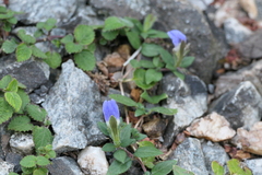 Cynarospermum asperrimum (Cynarospermum asperrimum)