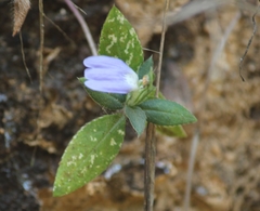 Cynarospermum asperrimum (Cynarospermum asperrimum)