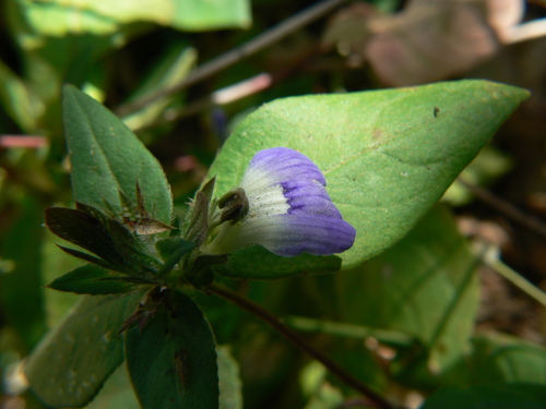 Cynarospermum asperrimum (Cynarospermum asperrimum)