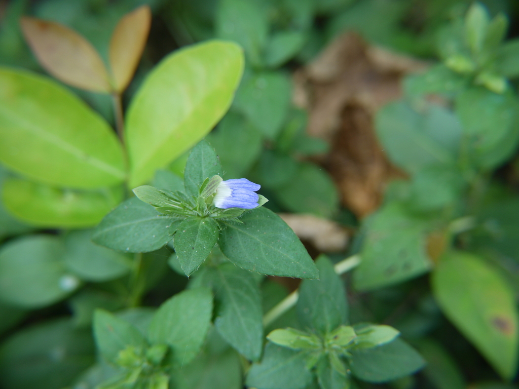 Cynarospermum asperrimum (Cynarospermum asperrimum)