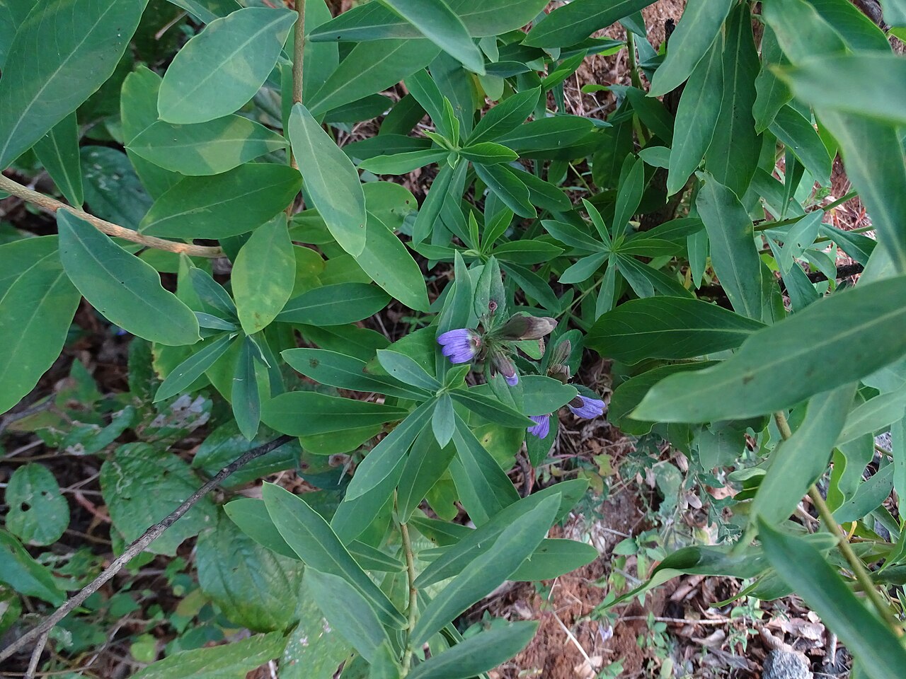Cynarospermum asperrimum: Cynarospermum asperrimum(Hill Blepharis) seen in Shillim Maharashtra