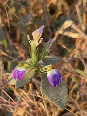 Cynarospermum asperrimum (Cynarospermum asperrimum)