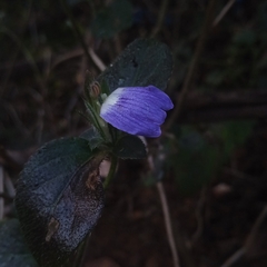 Cynarospermum asperrimum (Cynarospermum asperrimum)