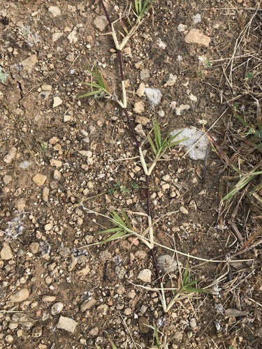 Bermuda grass (Cynodon dactylon)