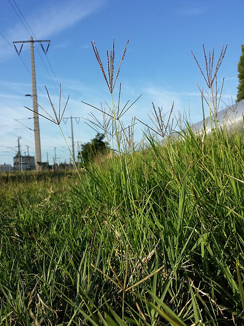 Bermuda grass: Habitus Taxonym: Cynodon dactylon ss Fischer et al. EfÖLS 2008 ISBN 978-3-85474-187-9 Location: Floridsdorf/Leopoldau rail station, Vienna-Floridsdorf - ca. 160