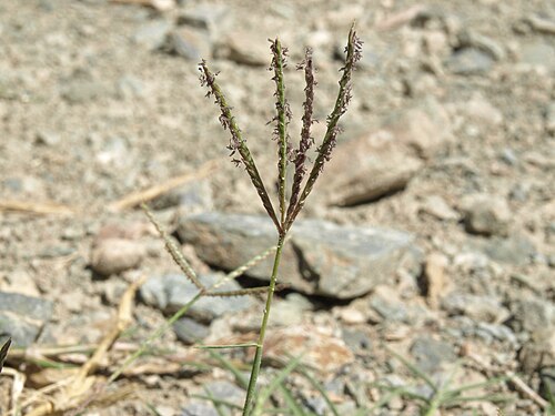 Bermuda grass: Bermuda grass, Cynodon dactylon, White Mountains, elevation 1705 m (5590 ft). Occasional weed here; can be invasive in warmer and wetter climates, where sometim