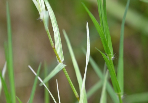 Bermuda grass (Cynodon dactylon)
