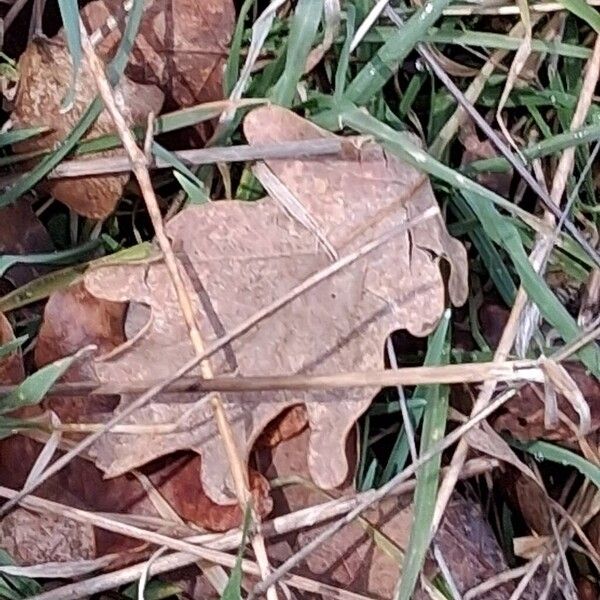 Bermuda grass (Cynodon dactylon)