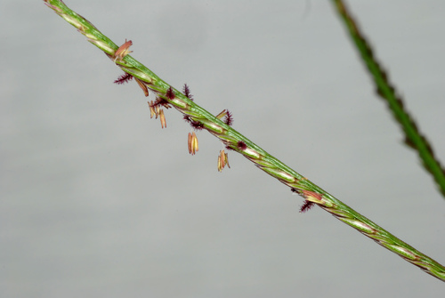 Bermuda grass (Cynodon dactylon)