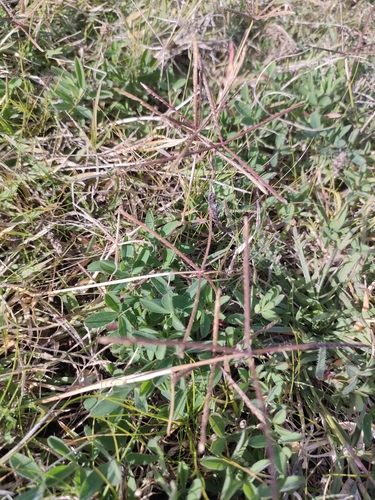 Bermuda grass (Cynodon dactylon)