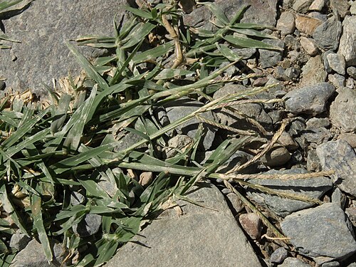 Bermuda grass: Bermuda grass, Cynodon dactylon, White Mountains, elevation 1705 m (5590 ft). Occasional weed here; can be invasive in warmer and wetter climates, where sometim
