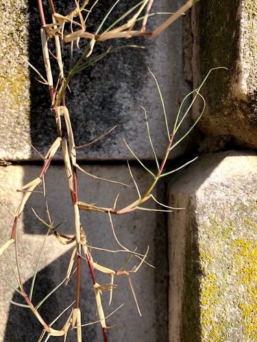 Bermuda grass (Cynodon dactylon)