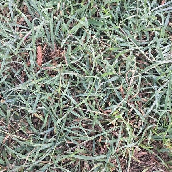 Bermuda grass (Cynodon dactylon)