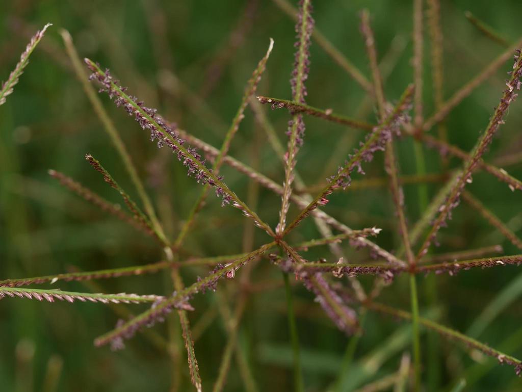 Bermuda grass (Cynodon dactylon)