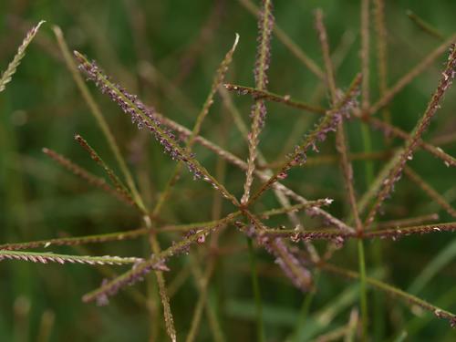 Bermuda grass