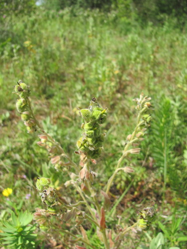 Cynoglossum clandestinum (Cynoglossum clandestinum)