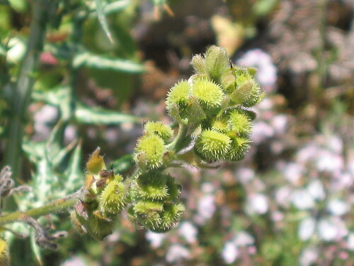 Cynoglossum clandestinum (Cynoglossum clandestinum)