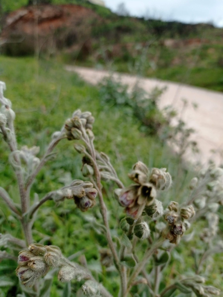 Cynoglossum clandestinum (Cynoglossum clandestinum)