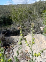 Cynoglossum clandestinum (Cynoglossum clandestinum)