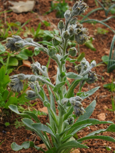 Cynoglossum clandestinum (Cynoglossum clandestinum)