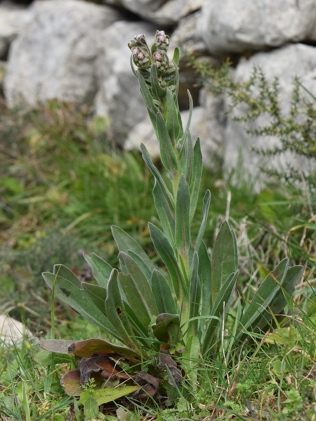 Cynoglossum clandestinum: Cynoglossum clandestinum in Arrimal in municipality of Porto de Mós in Portugal
