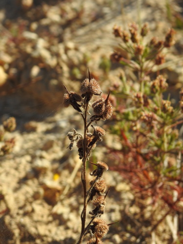 Cynoglossum clandestinum (Cynoglossum clandestinum)