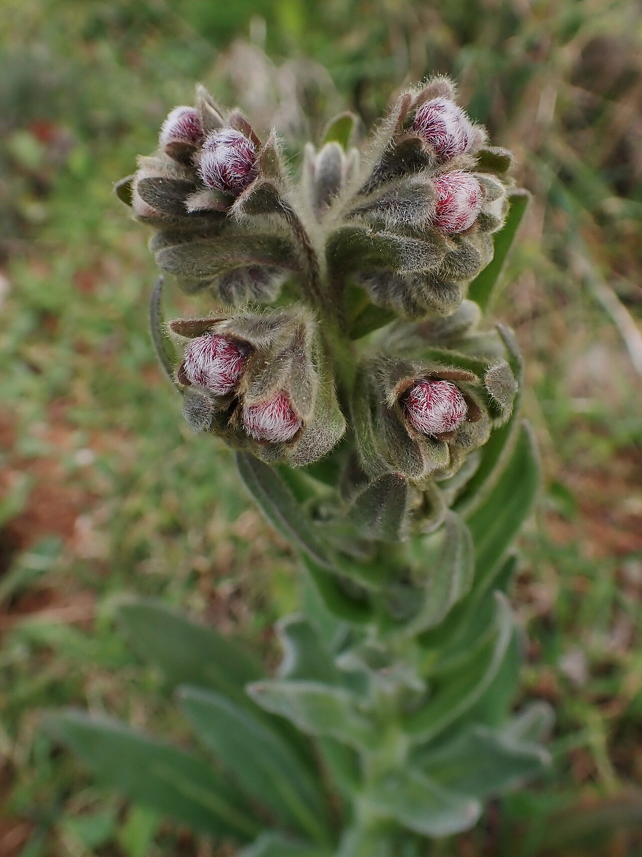 Cynoglossum clandestinum: Cynoglossum clandestinum in Arrimal in municipality of Porto de Mós in Portugal